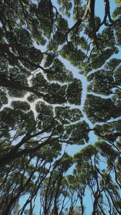 Rose Skull Men's Hawaiian Shirt