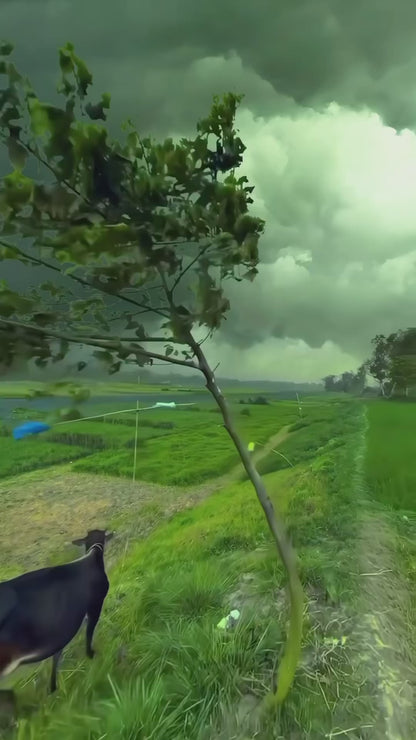 Ben Franklin Freedom Cigar Men's Hawaiian Shirt